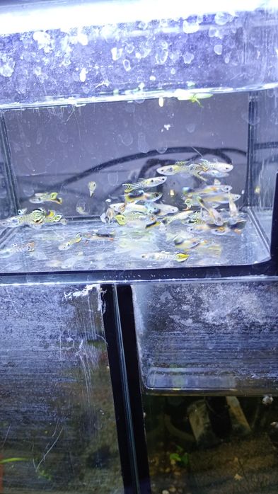 Ryby akwariowe gupiki molinezje