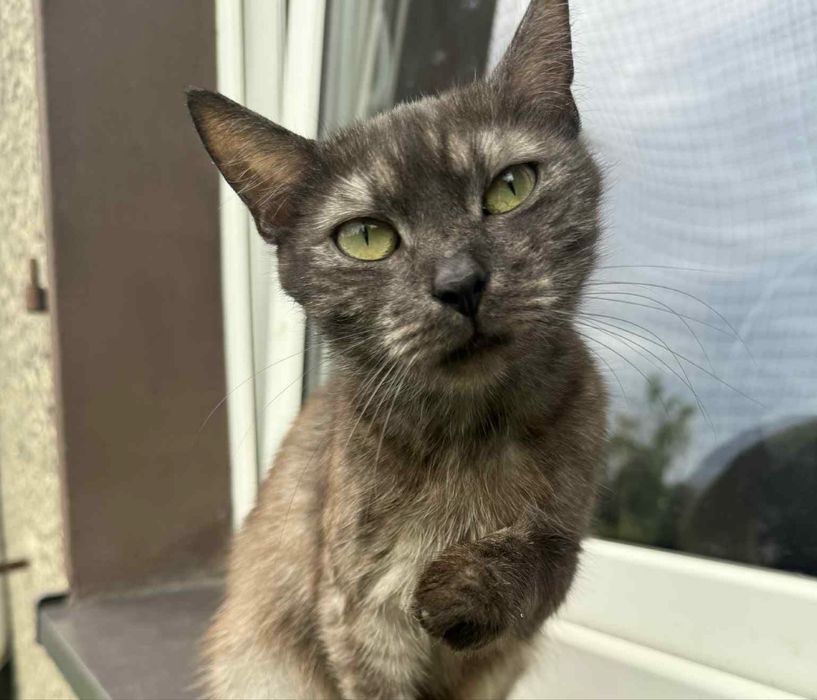 Dymka - koteczka z nadzieją czeka na domek