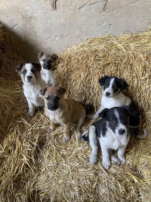 Цуценята безкоштовно