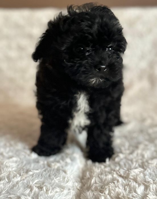 Pomapoo chłopczyk