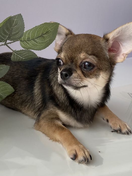 Чіхуа хлопчик гарнесенький