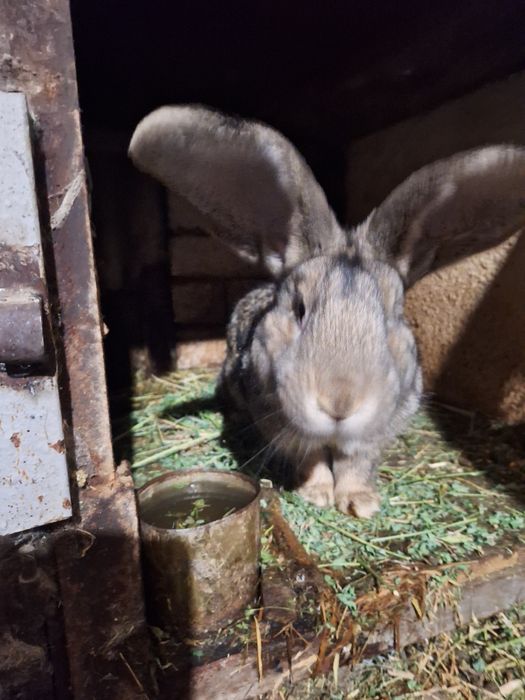Продам кроликов вырощенных  в домашних условиях.
