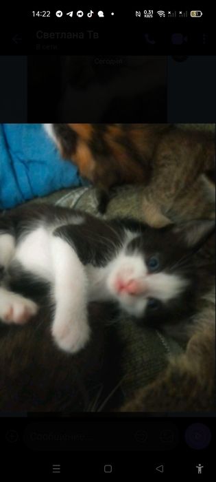 Віддам кошеня в добрі руки.Хлопчик.