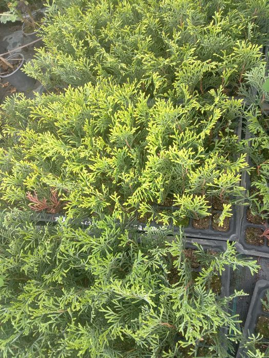 Туя Смарагд живець