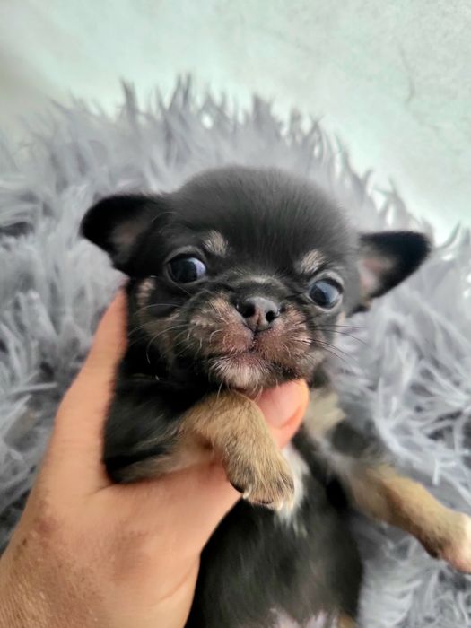 Міні хлопчик чіхуахув