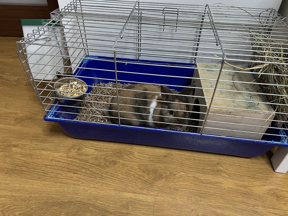 mini królik z dużą klatką sprzedam królika i z wyposażeniem