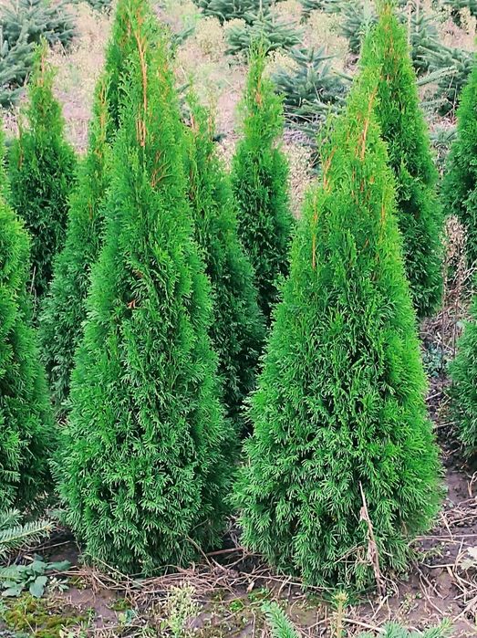 Tuja szmaragd   120 cm, bryła korzeniowa 6 l, bezproblemowe przyjęcie