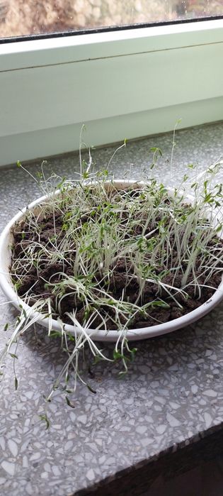 Facelia Anabela Stala wysyłam kurierem