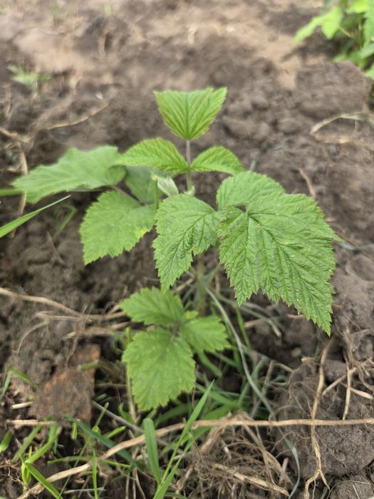 Sadzonki malin i truskawek | kwitnące truskawki maliny do ogrodu