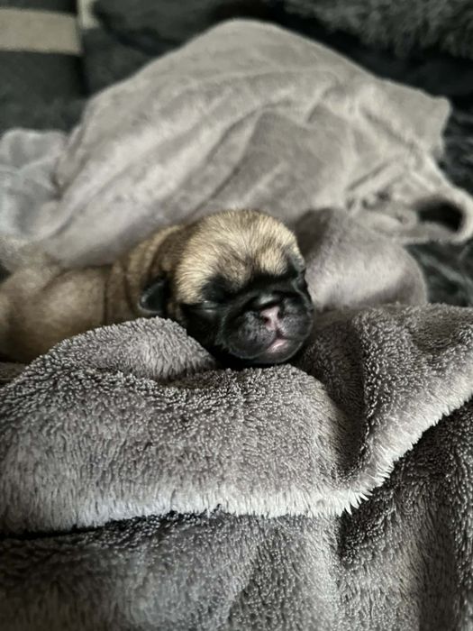 Mops pieseczek śliczny do rezerwacji