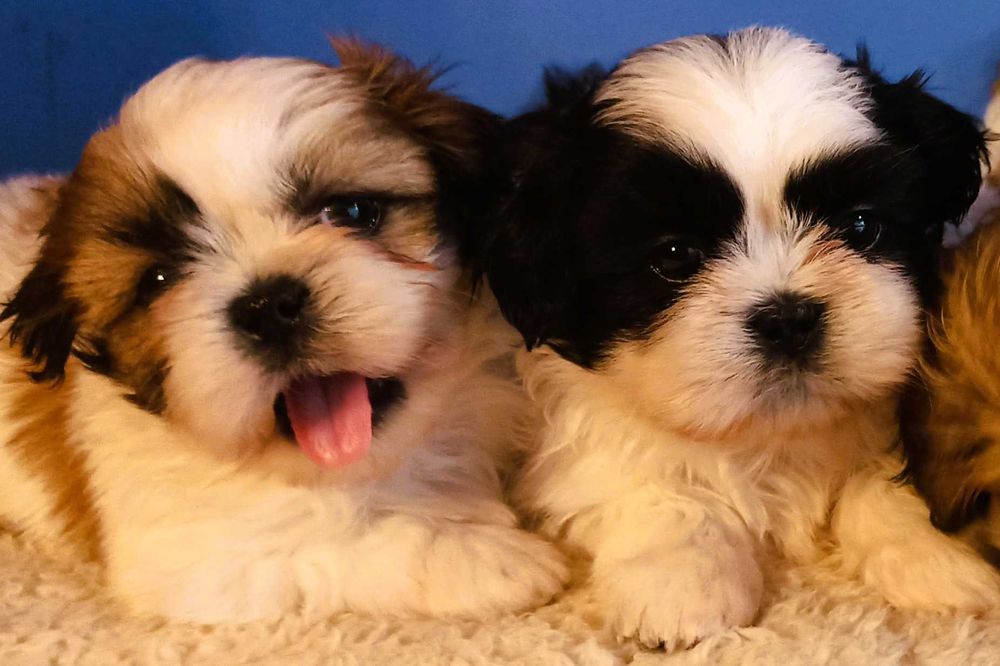 shih tzu piesek biało-złoty