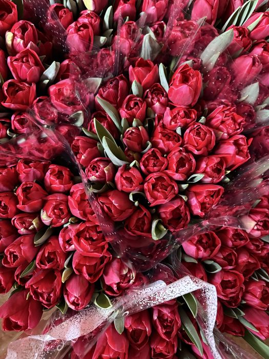 Луковиця тюльпана(після вигонки)