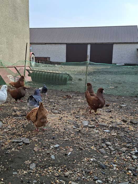 Kingi kingi gołębie ozdobne