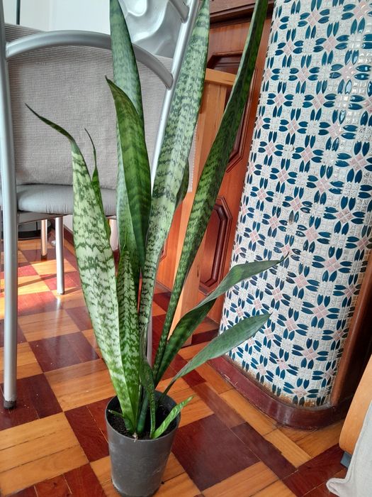 Vaso com espada são Jorge