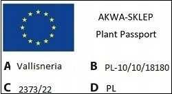 valisneria asiatica -Piękna - SKRĘCONE LIŚCIE