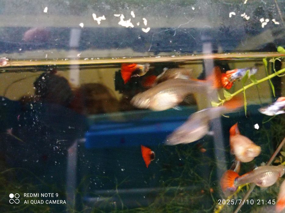 Guppys jovens e adultos