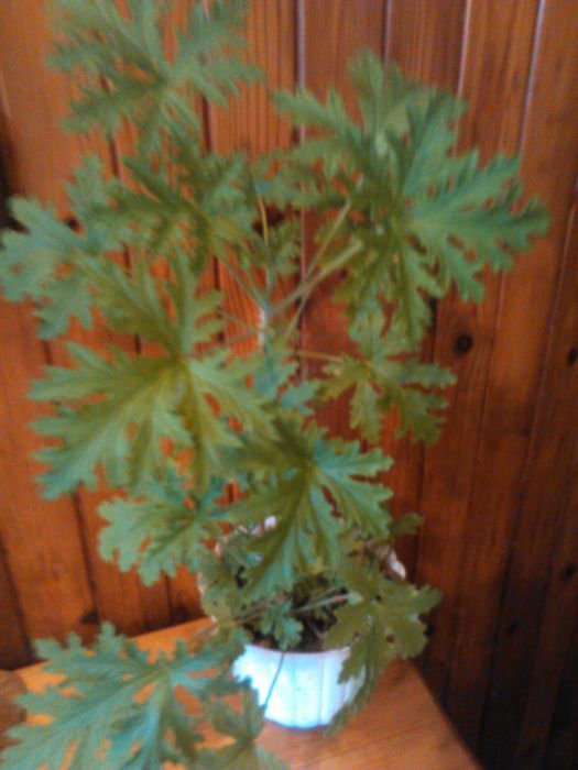 sprzedam- Anginkę -geranium - Lecznicze