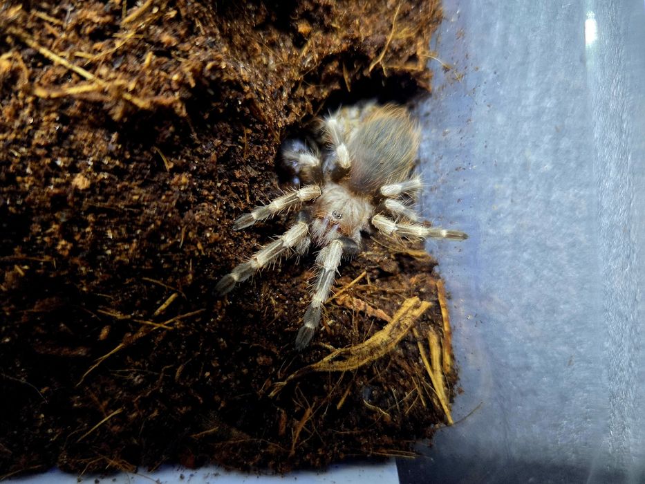 Ptasznik vitalius chromatus samica 3DC