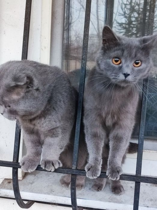 Котик Майкл. Британец, возраст 1,5 года.