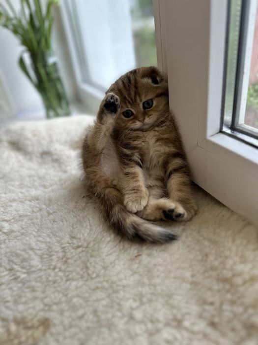 Шотландські кошенята
