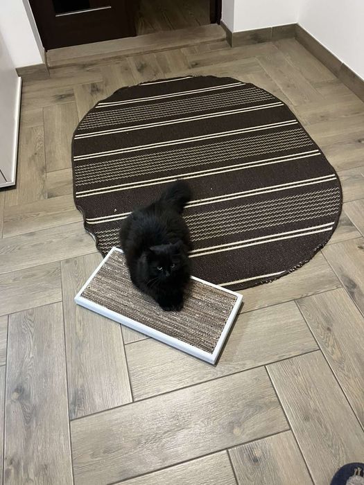 Точилки для котів