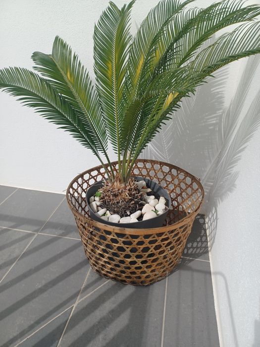 Vaso usado com flor Cica