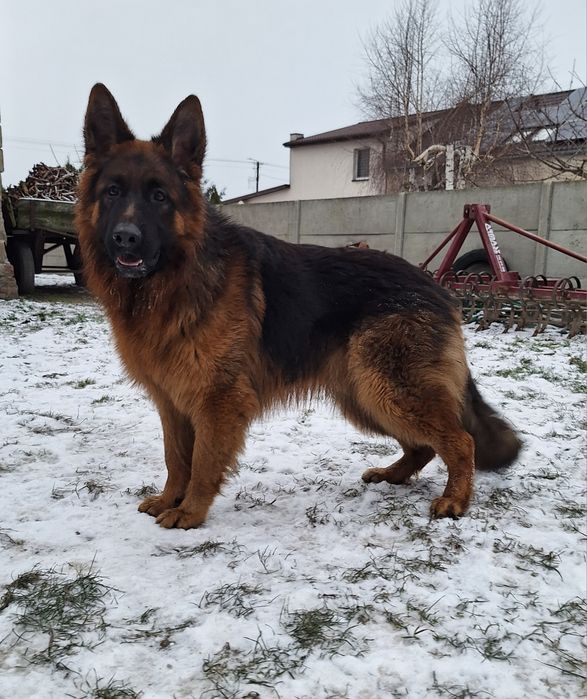 Owczarek niemiecki długowłosy