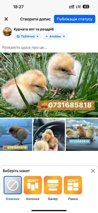 Курчата Птиця Циплята Несушка Ломан Браун Сенді Півники Півні Півень