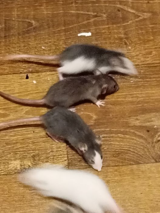 Криси, пацюки, щури