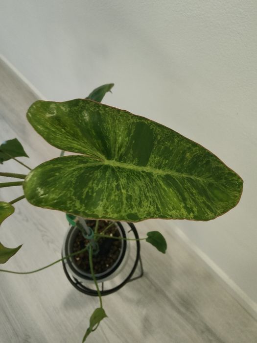 Philodrendron Paraíso Verde // planta interior