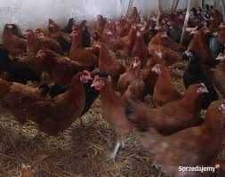 KURY NIOSKI FERMA DROBIU Rosa Leghorn LOHMAN z jajkami. Z dowozem