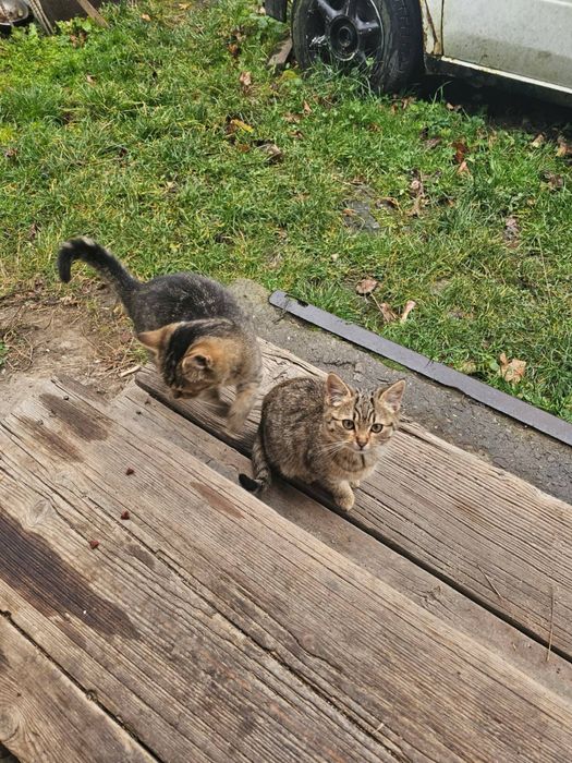 Віддамо киць в добрі руки