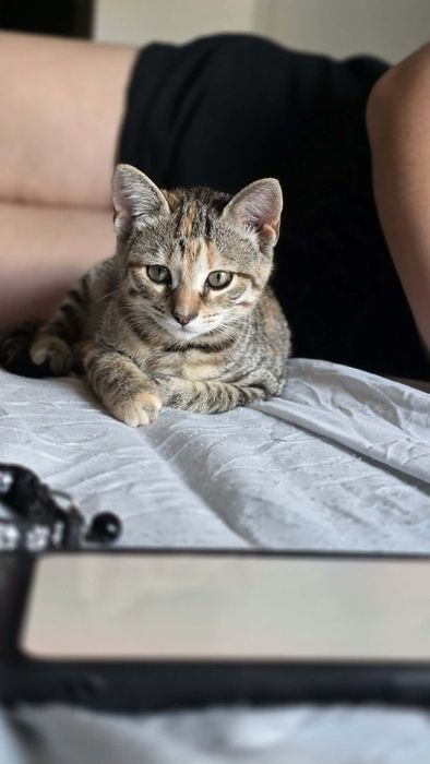 Gatinha bebé para adoção