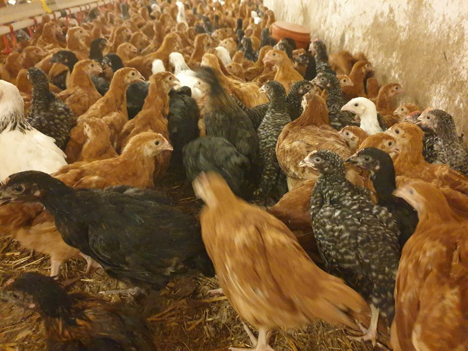 Kury kokoszki nioski Rosa kolorowa na wybieg dowóz Gratis