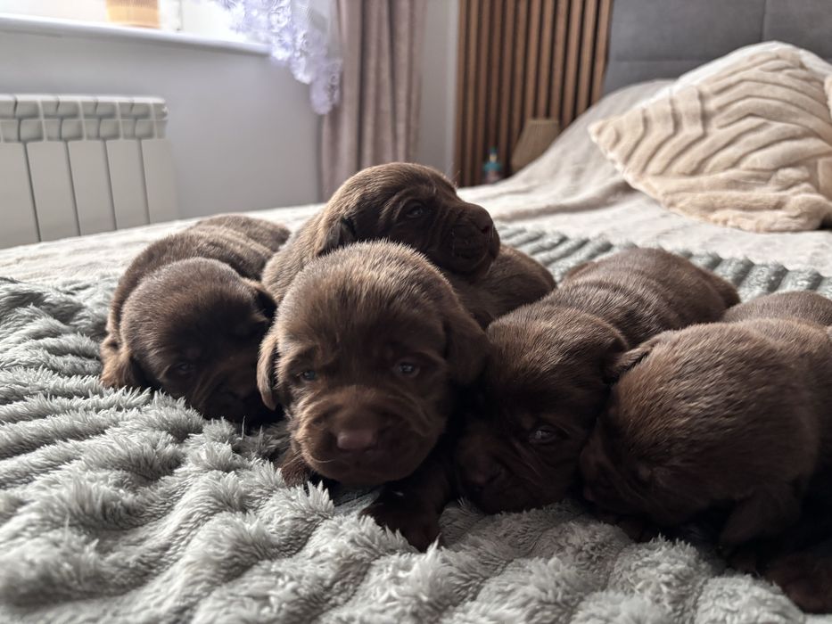 Labrador czekoladowy