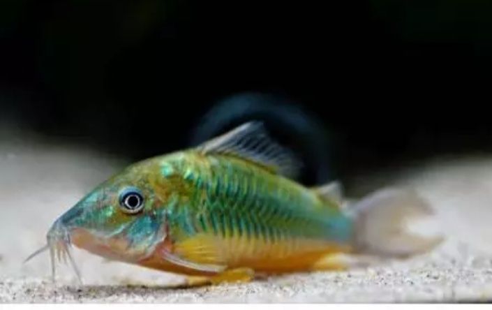 Corydora brochi splendens  5cm