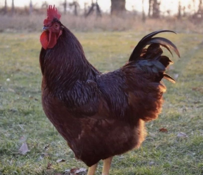 Ovos Férteis para Incubação – Rhode Island Red