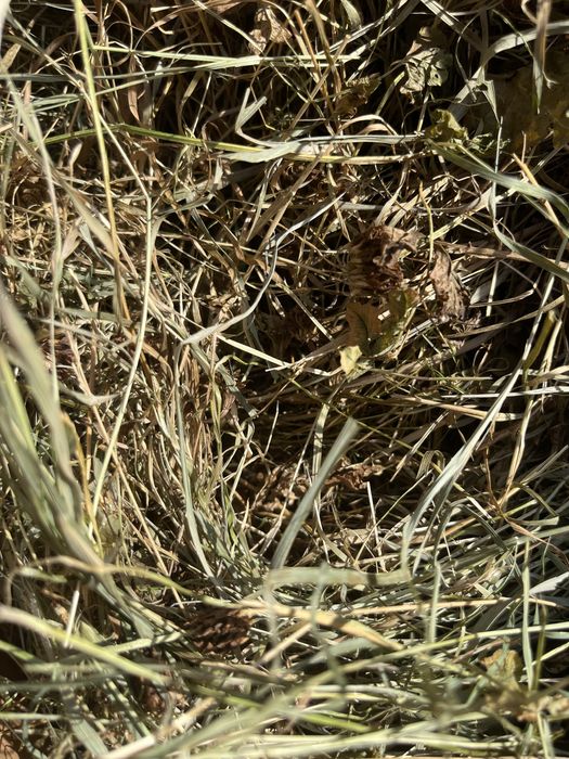 Sianko z koniczyną dla krolikow i gryzoni