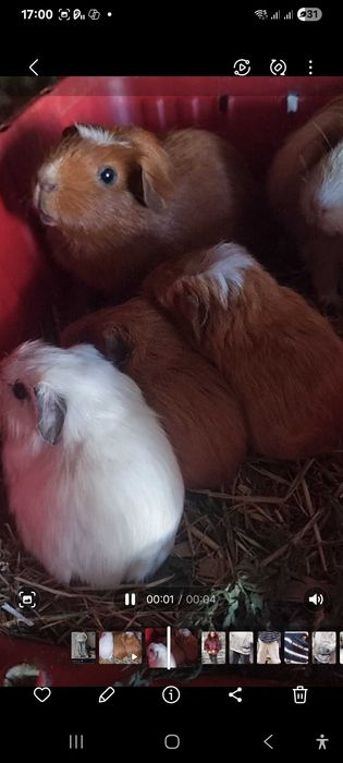 Морская свинка  крестед