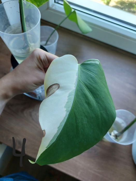Monstera variegata ukorzenione pędówki z liściem