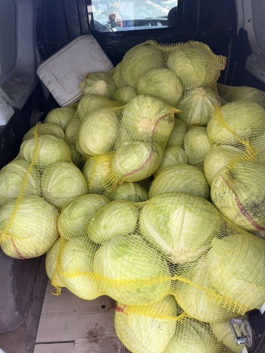 Продам капусту