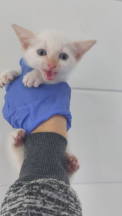 Gatinhos bebés para adoção