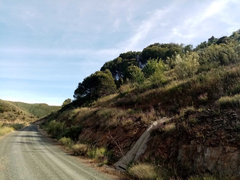 Picoto - Lagos do Sabor