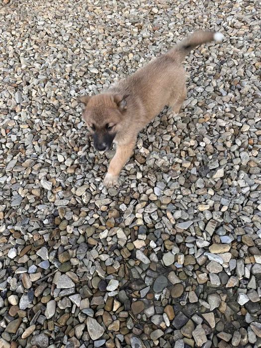 Німецька вівчарка