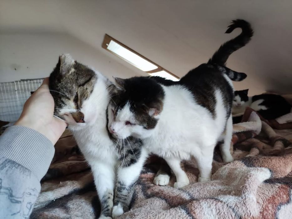 Elton i Rambo dwa słodziaki do adopcji.