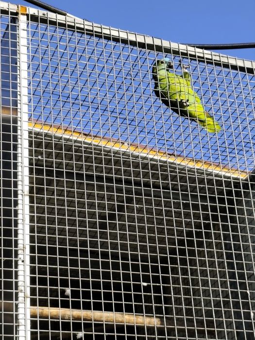 Papagaio astiva criada pelos pais