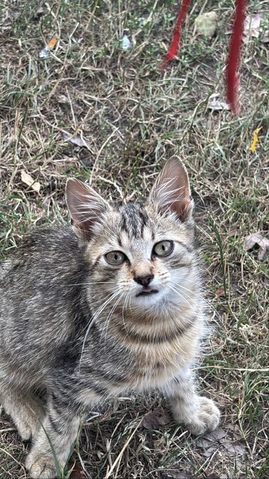 Коти безкоштвно