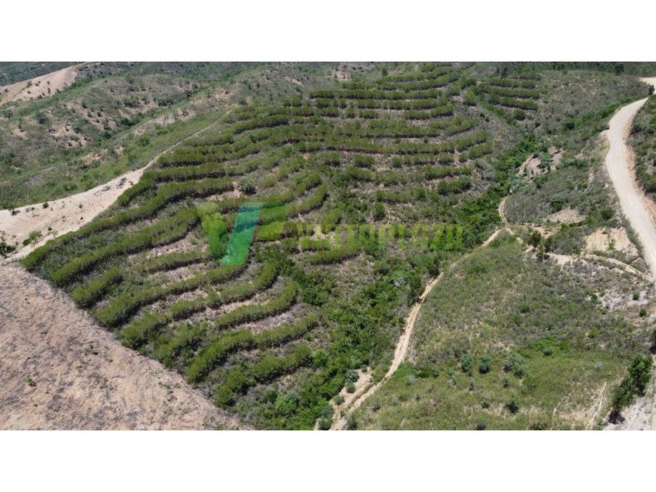 Terreno Rustico, Com Pinheiros, São Bartolomeu de Messines — São Bartolomeu de Messines, Faro