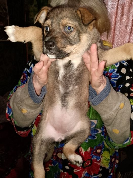 Отдамо в хороші руки маленьких цуциків.