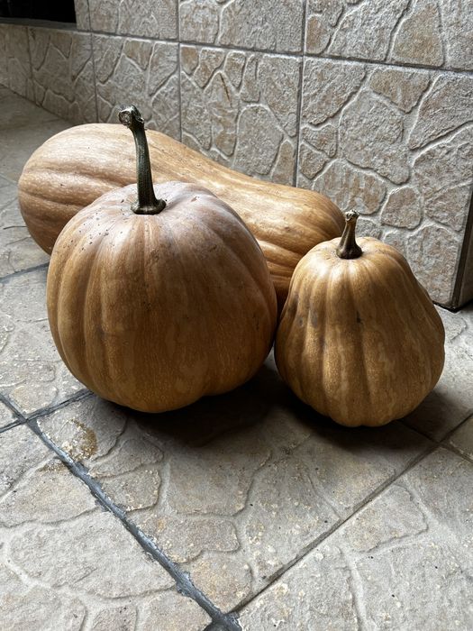 Abóboras Menina Biológicas – só 0,75€/kg!